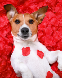 Valentine's Day Gift Card - Afbeelding 4